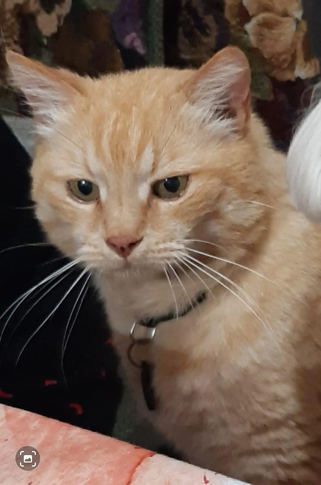 gatto lost   33070 Budoia / Budoie Goose