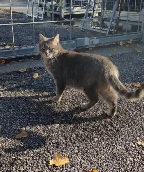 gatto lost   33079 Sesto al Reghena / Siest Grisu