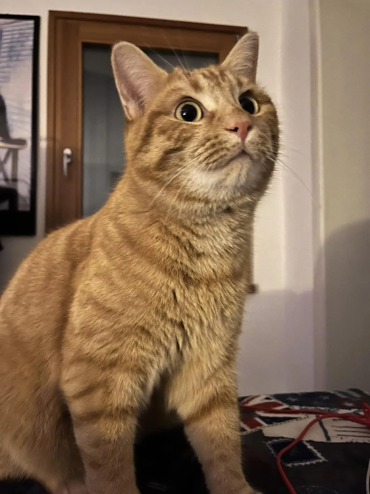 gatto lost   33070 Budoia / Budoie Leopoldo