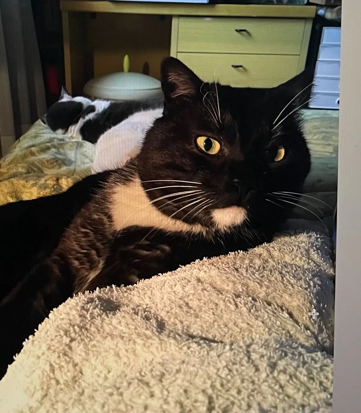 gatto lost   33077 Sacile Micio