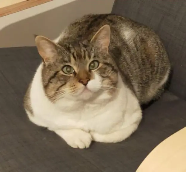 gatto lost   33074 Fontanafredda / Fontanefrede Pepe