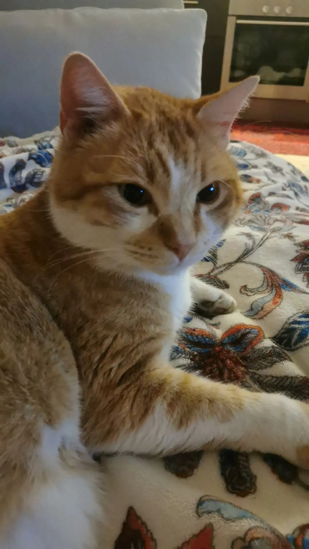 gatto lost   33097 Spilimbergo / Spilimberc Pippo