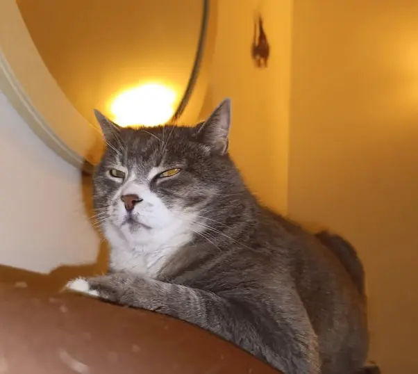 gatto lost   33170 Pordenone / Pordenon Mao