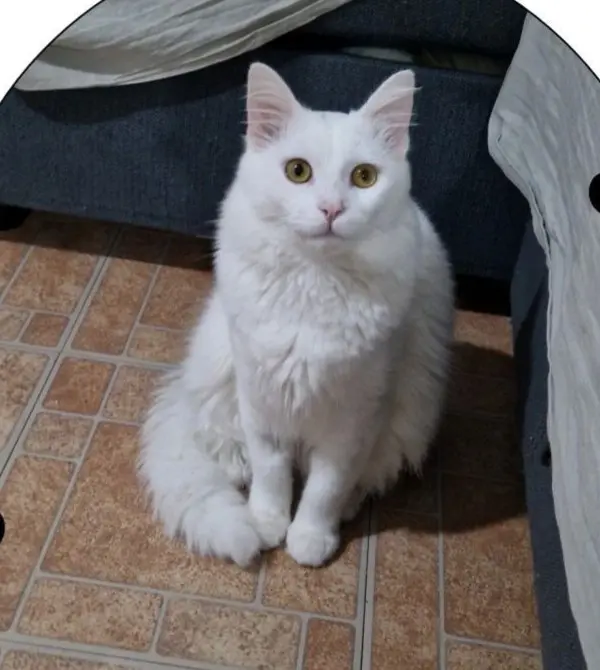 gatto lost    Parme Jess