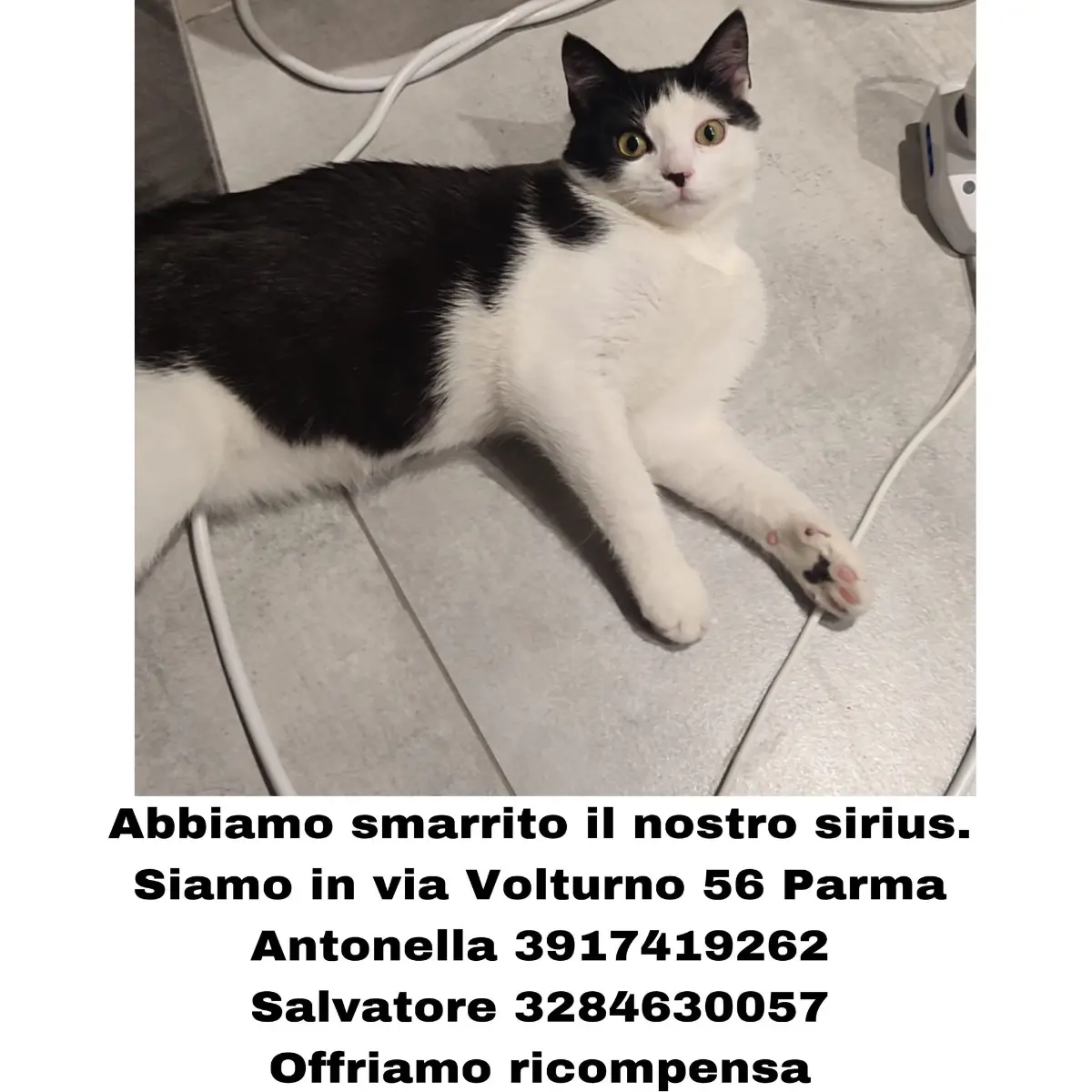 gatto lost    Parme Sirius