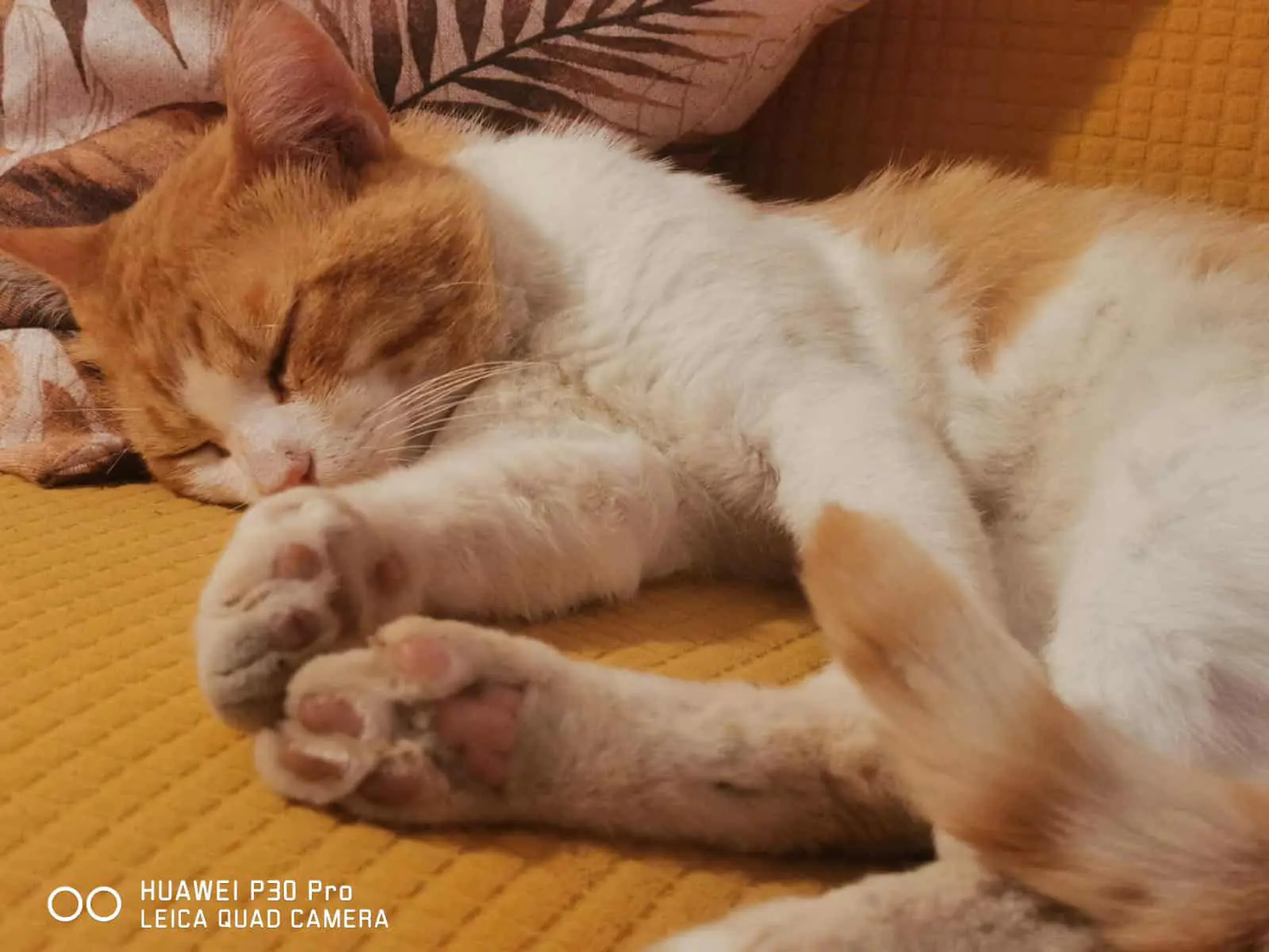 gatto lost  Piazzale della Stazione 61032 Fano Giuliano