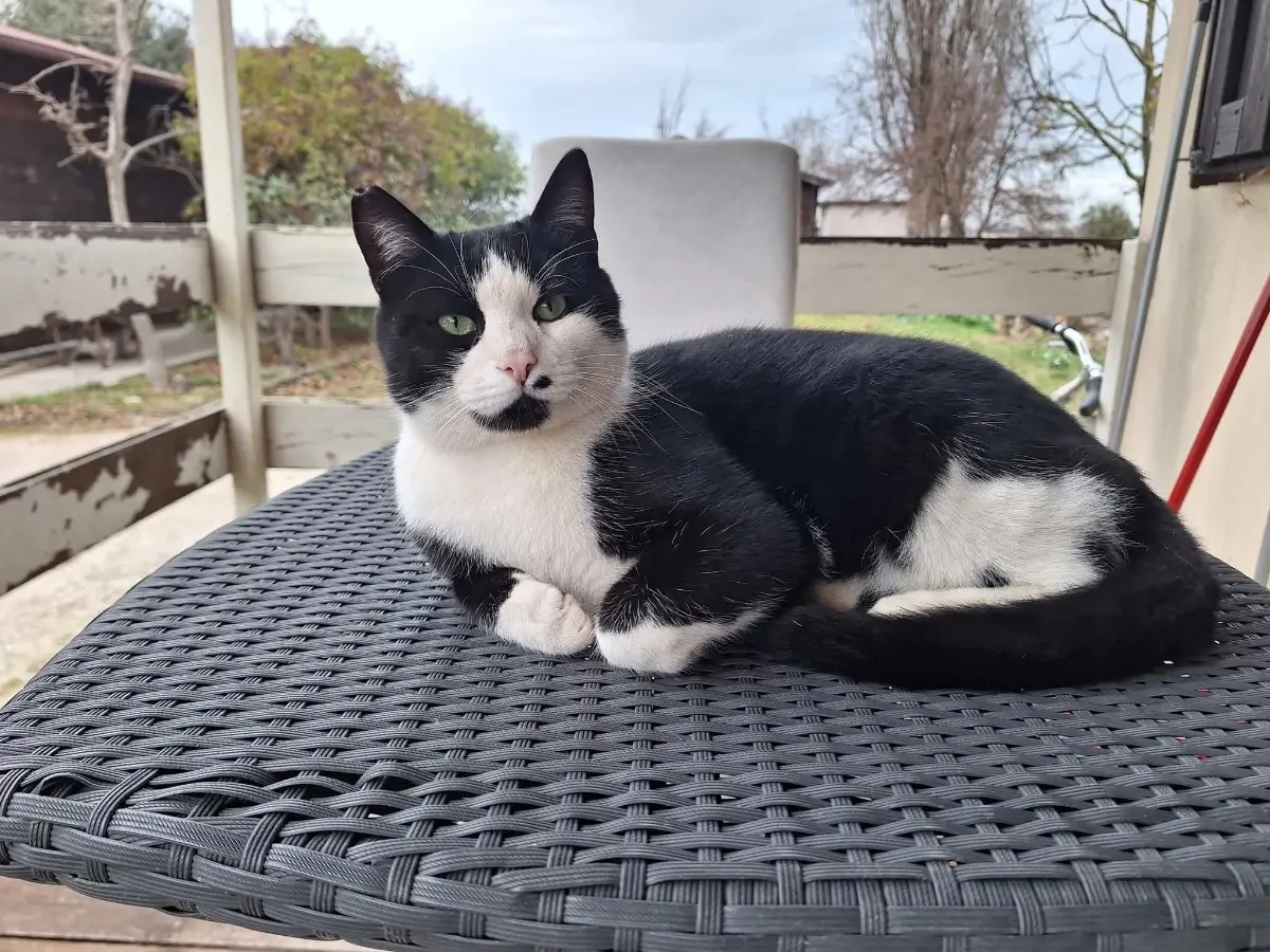 gatto lost  Piazzale della Stazione 61032 Fano Lis