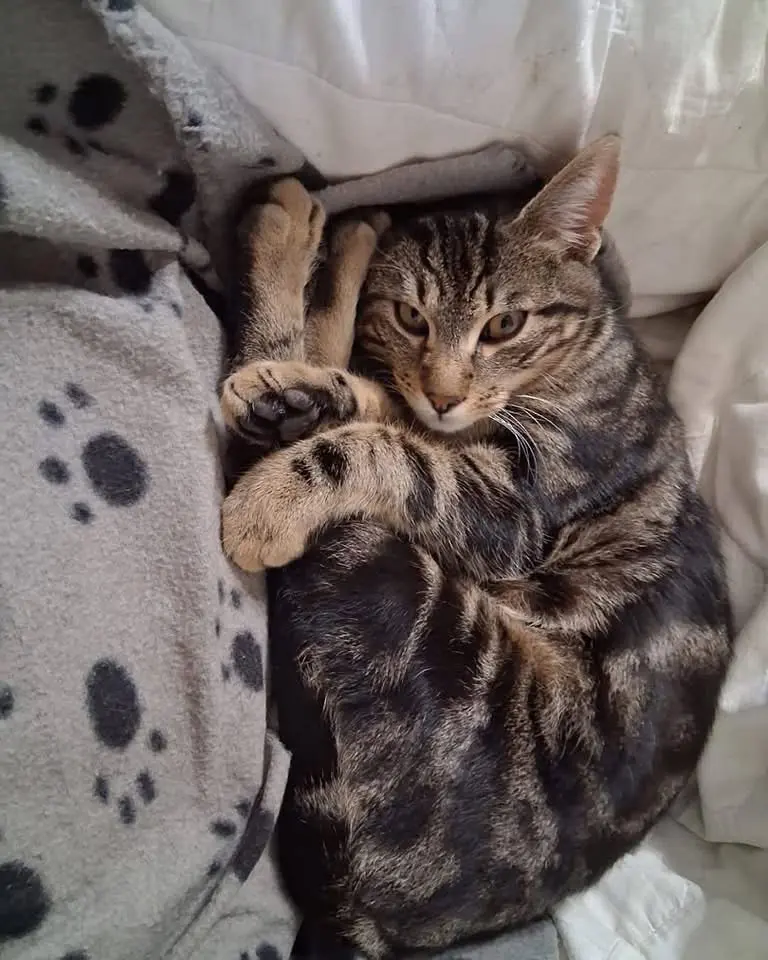 gatto lost  Piazzale della Stazione 61032 Fano Max