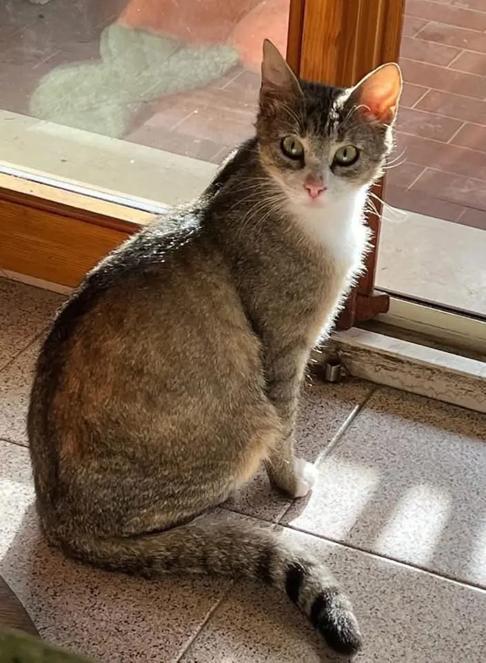 gatto lost   61029 Urbino Milo