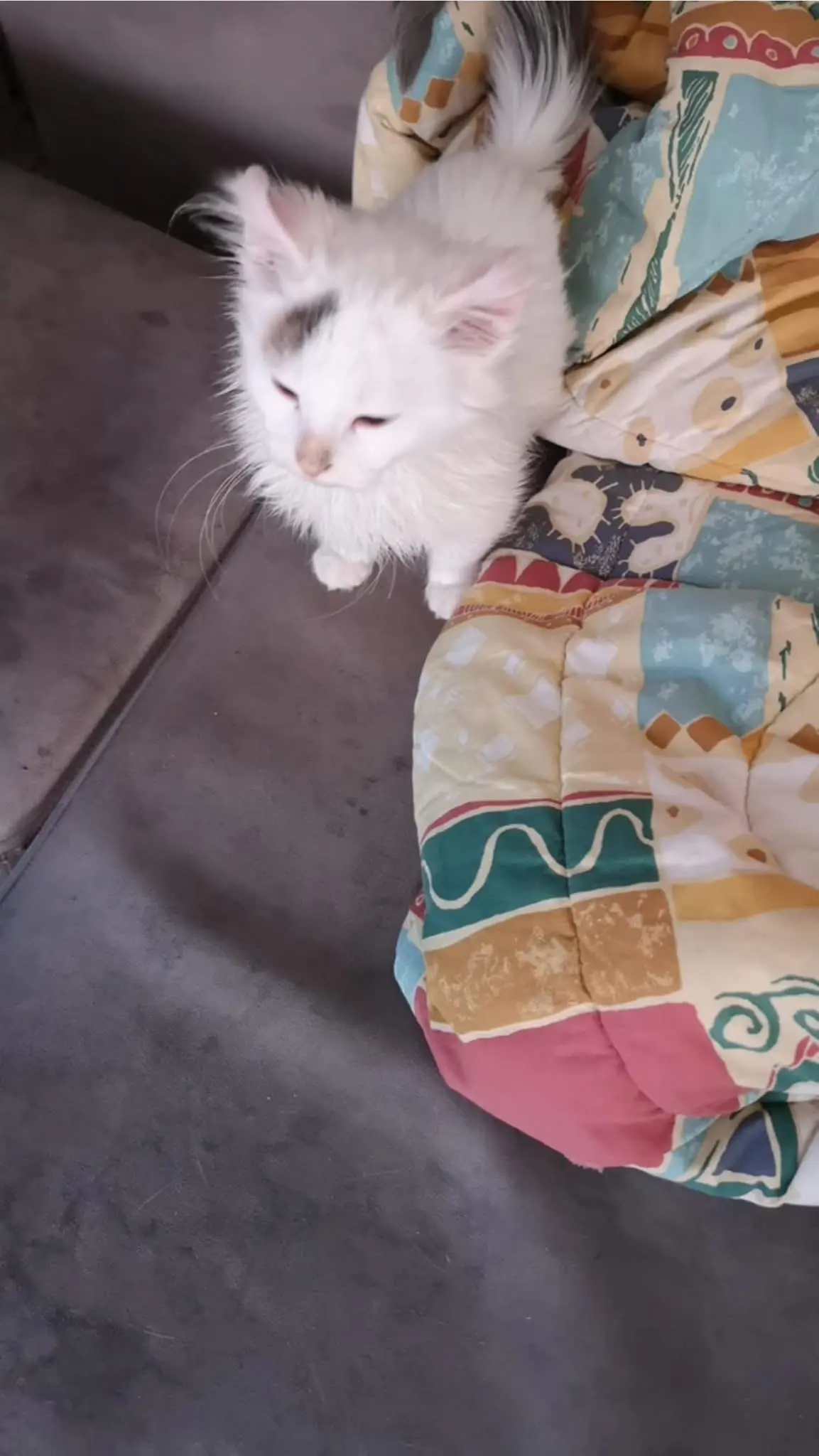 gatto lost  Piazzale della Stazione 61032 Fano Nevischio