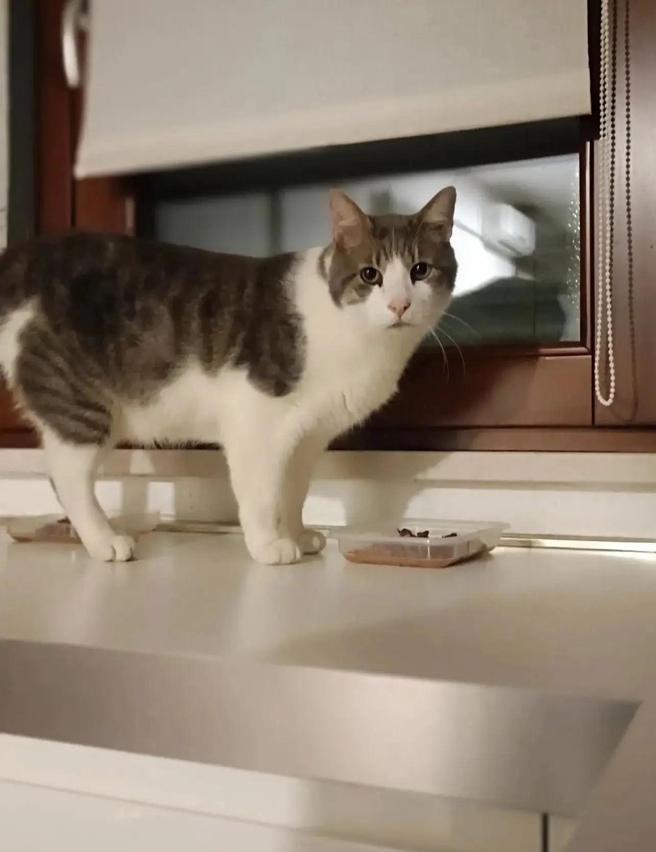 gatto lost    Pesaro Ciccio