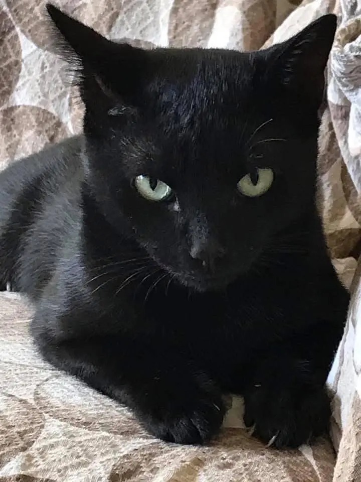 gatto lost    Pesaro Dante