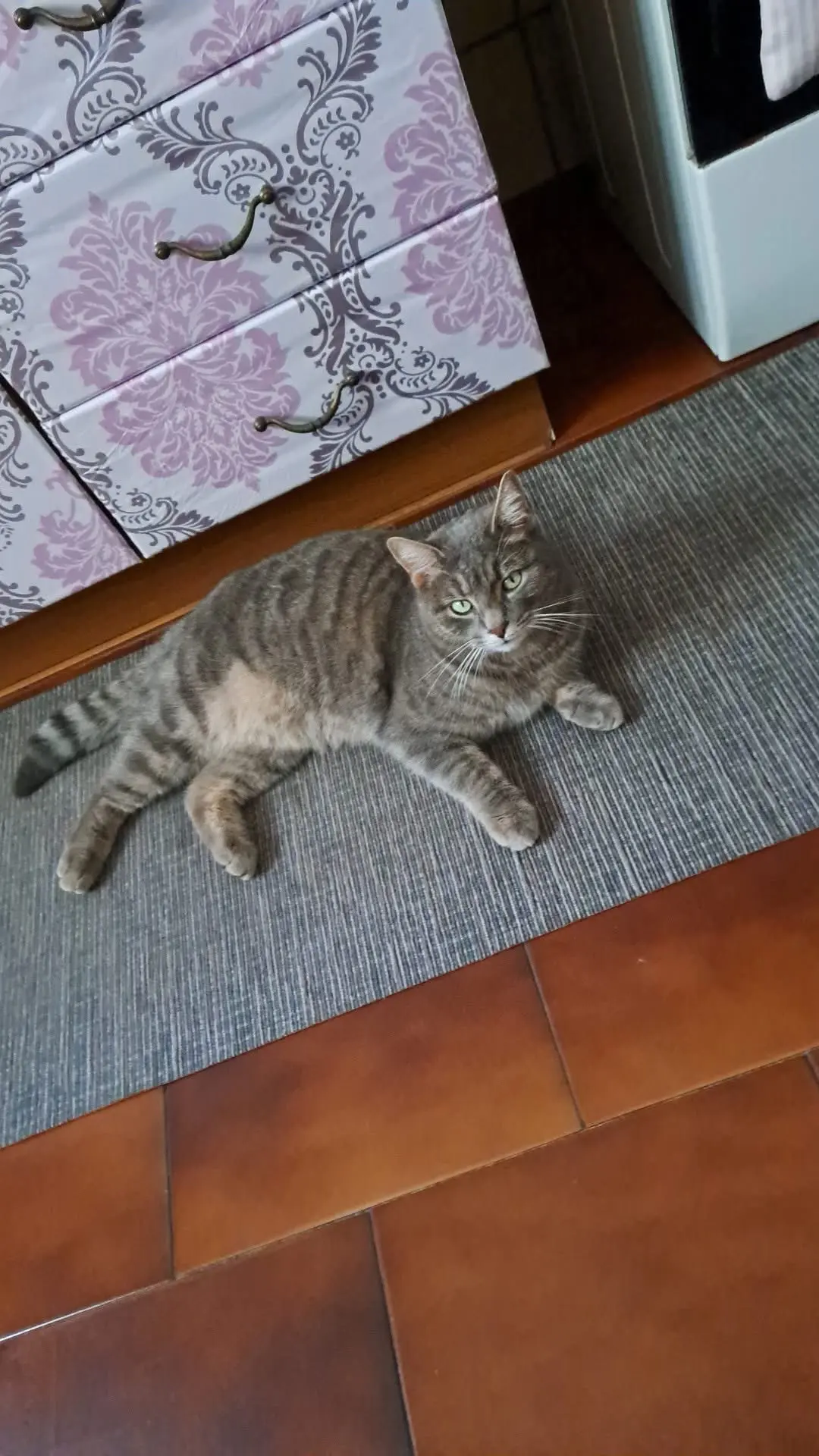 gatto lost    Pesaro Don