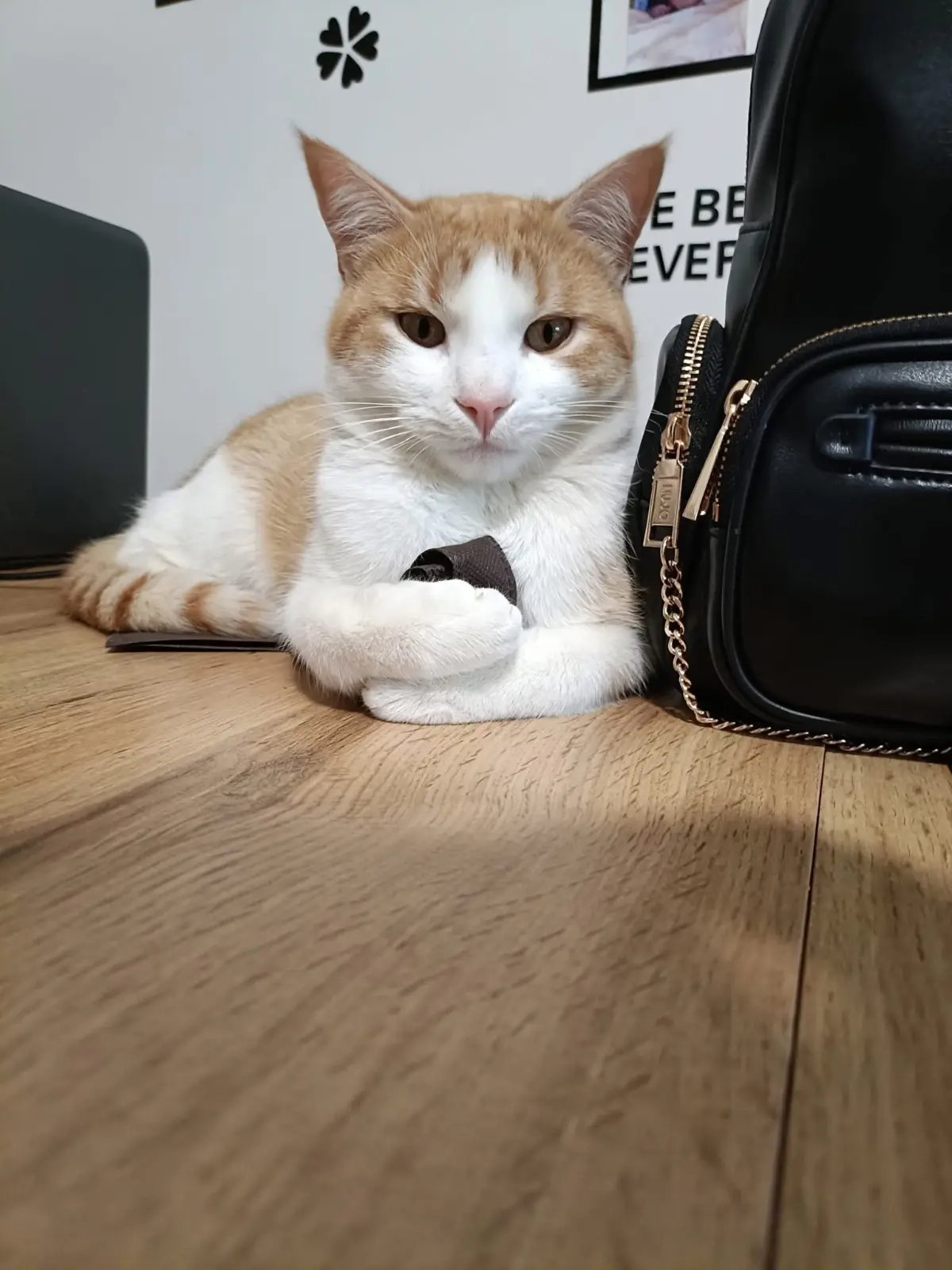 gatto lost    Pesaro Leon