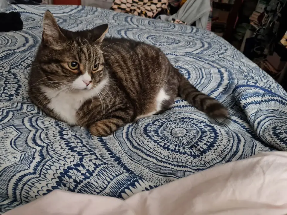 gatto lost    Pesaro Martino