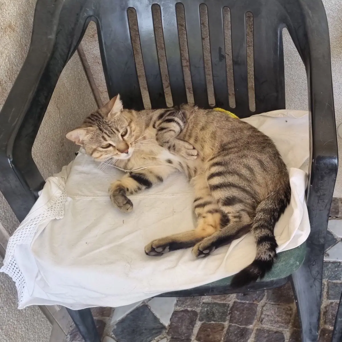 gatto lost    Pesaro Romeo