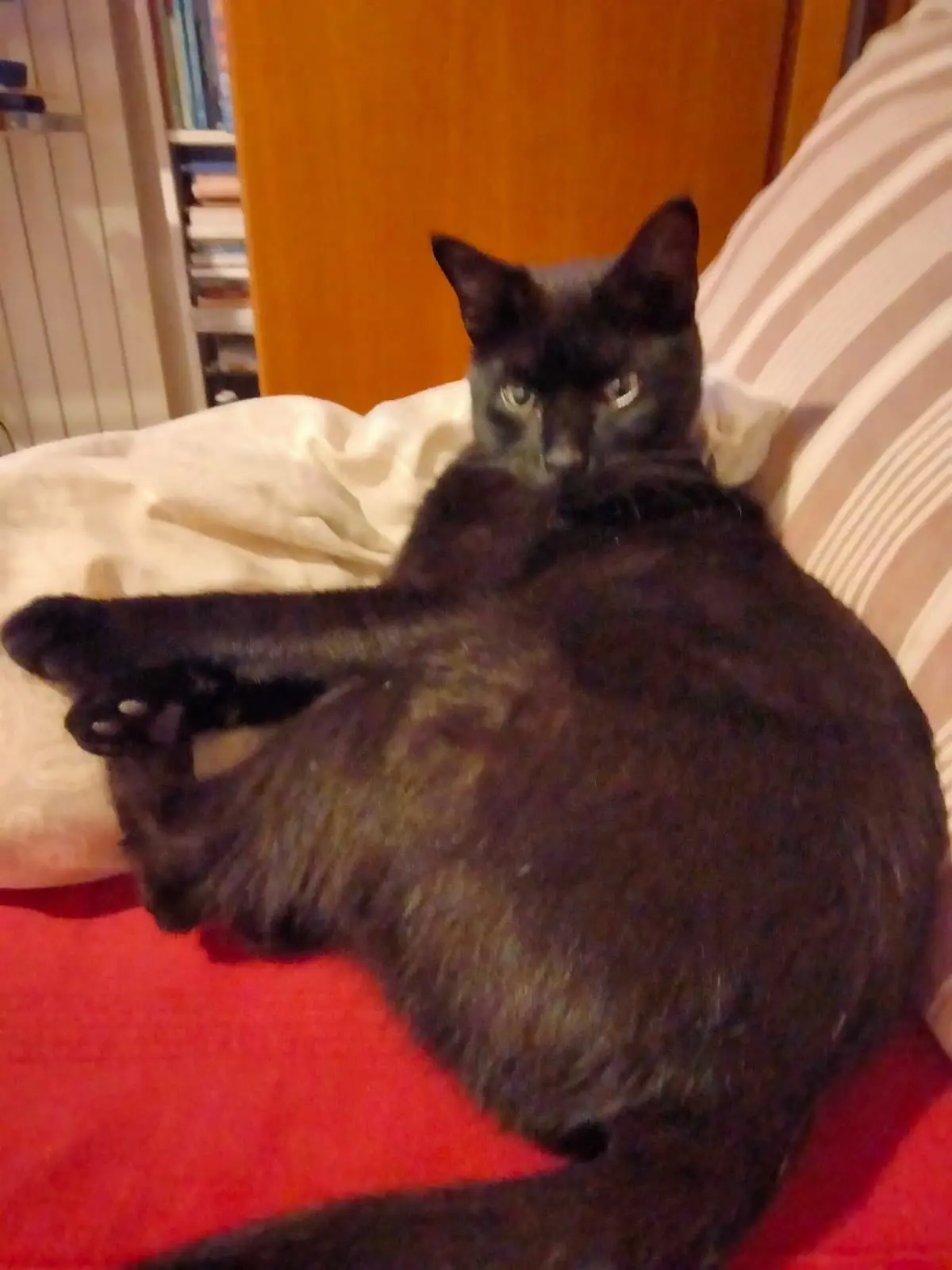 gatto lost    Pesaro Taio