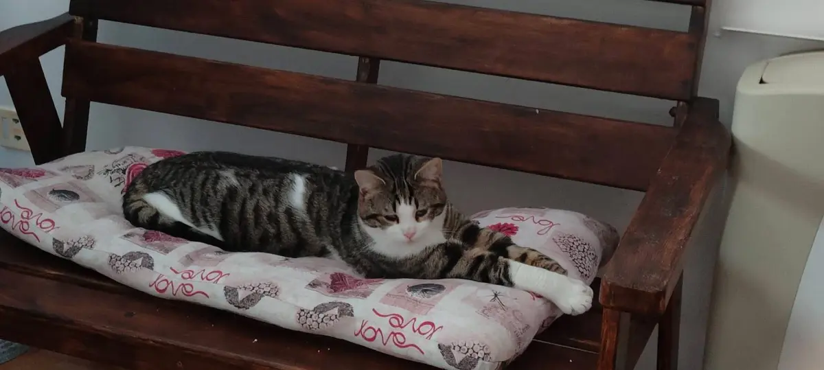 gatto lost    Pesaro Ventogrigio