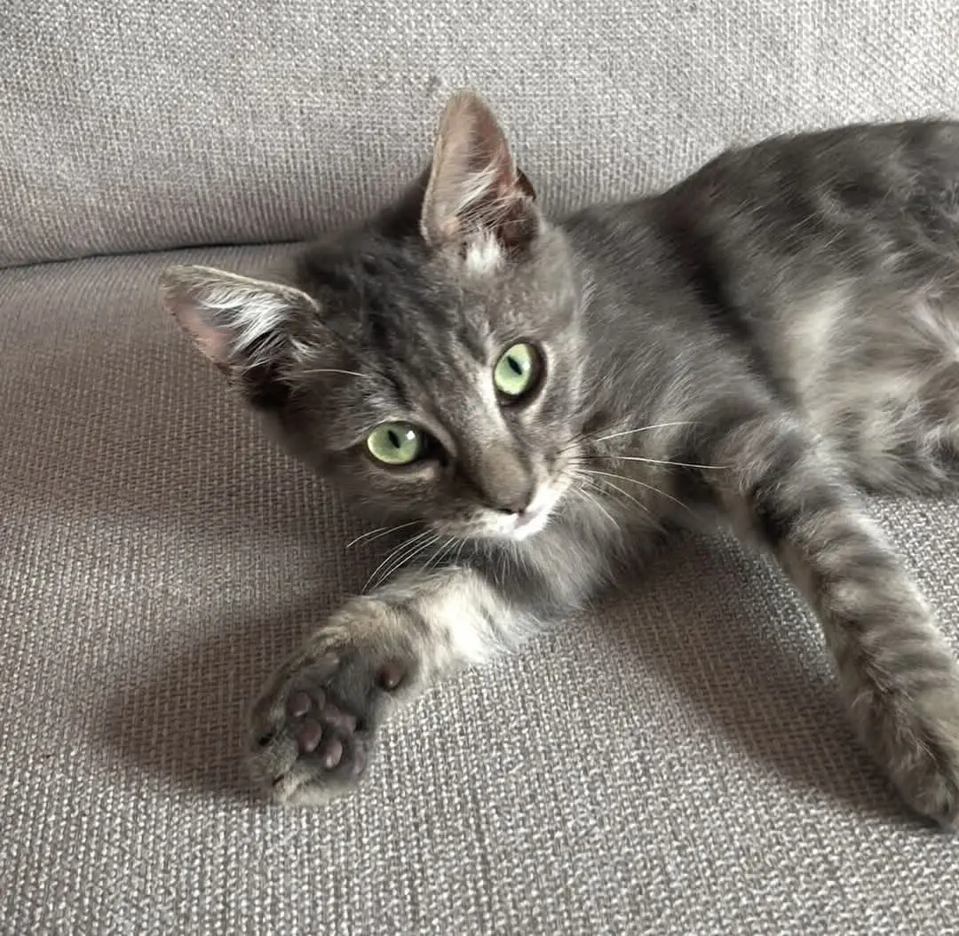 gatto lost  Via Marche 61034 Fossombrone Pesciolino