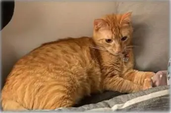 gatto lost   27042 Bressana Bottarone Leo