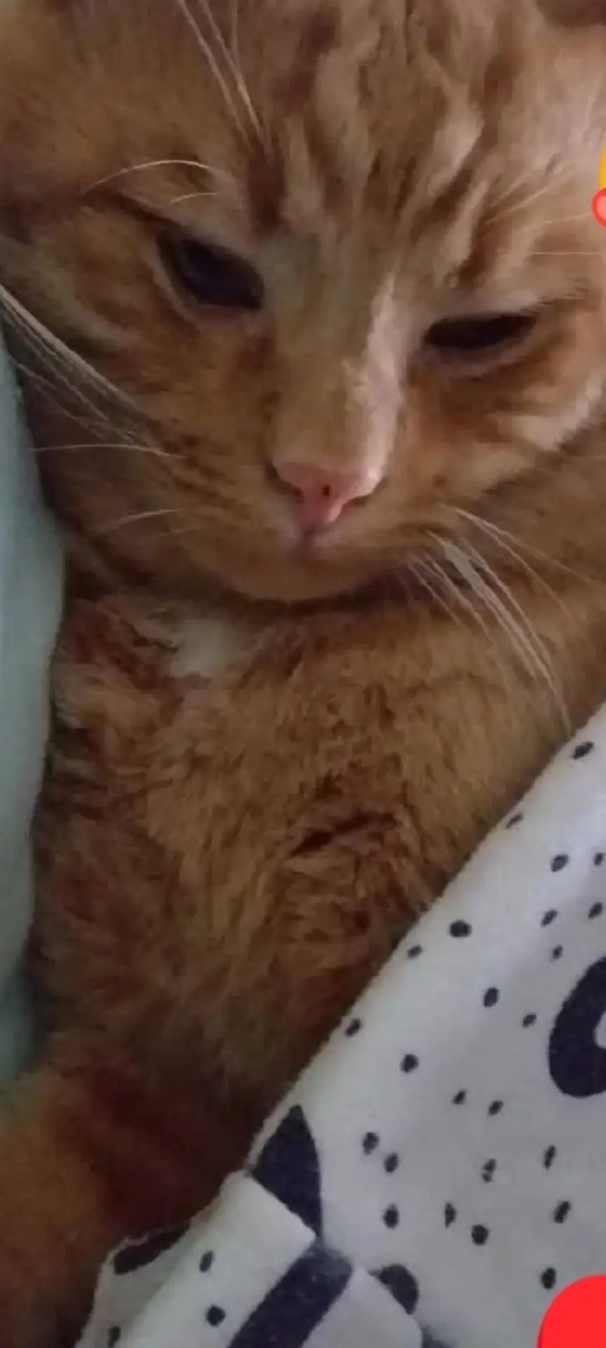 gatto lost   27100 Pavie Zaky