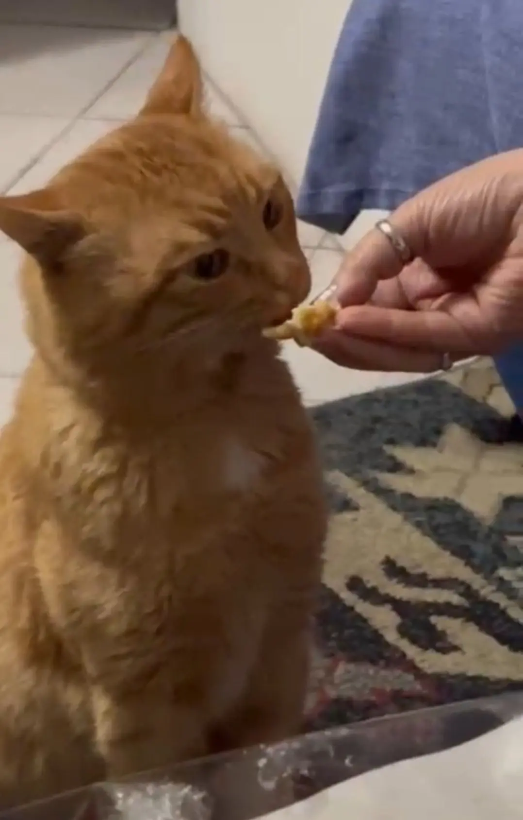 gatto lost   27100 Pavie Zaky