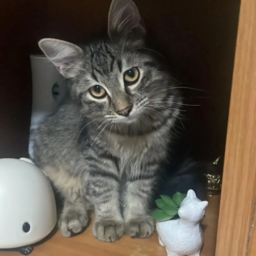 gatto lost    Potenza Cesare