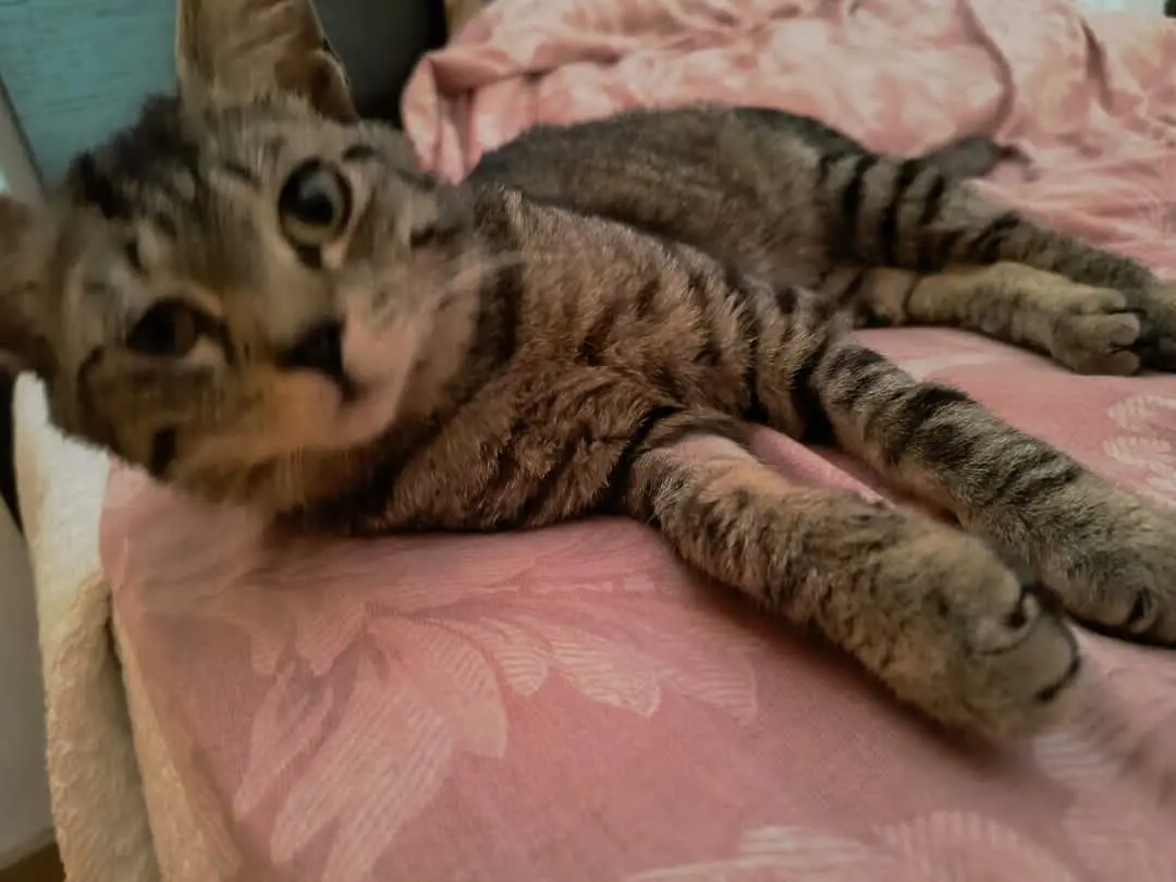 gatto lost    Potenza Fortunato