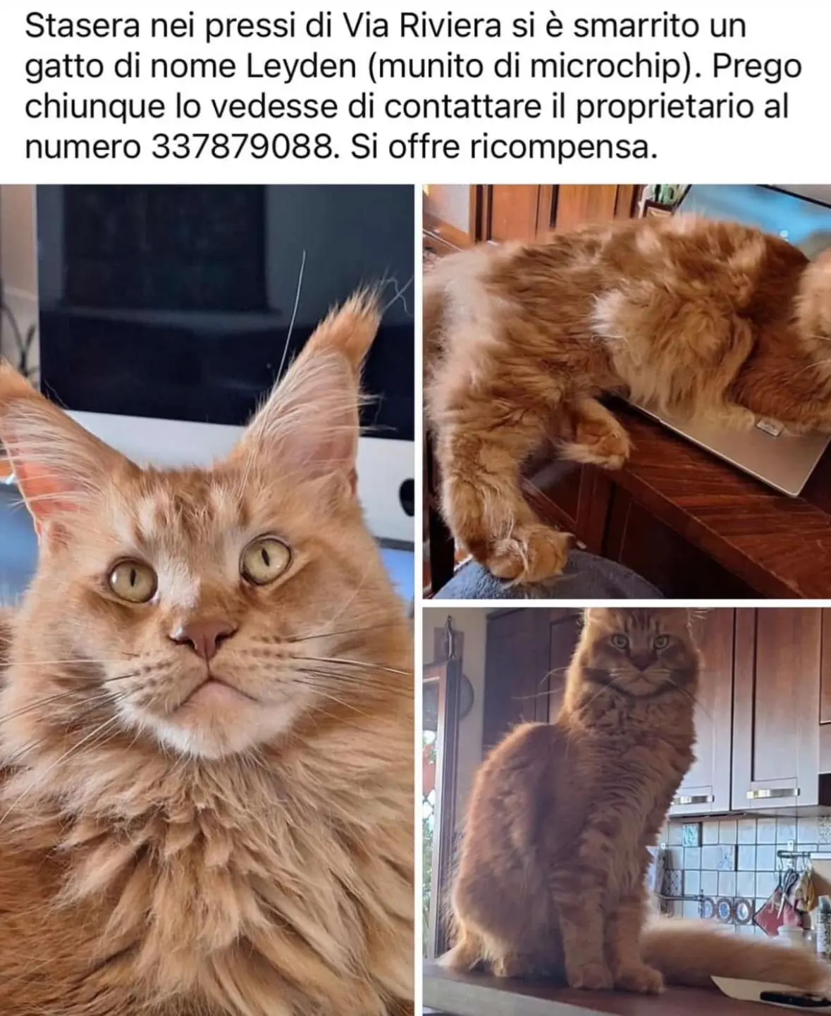 gatto lost   89018 Villa San Giovanni Leyden