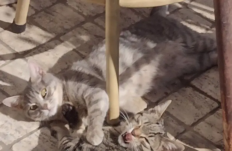 gatto lost    Reggio de Calabre Frullo