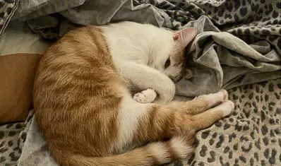 gatto lost   42048 Rubiera Gerry