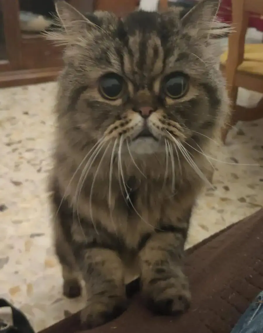 gatto lost   00041 Albano Laziale Chicco