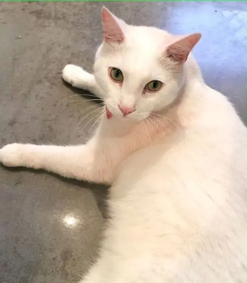 gatto lost    Rome Dave