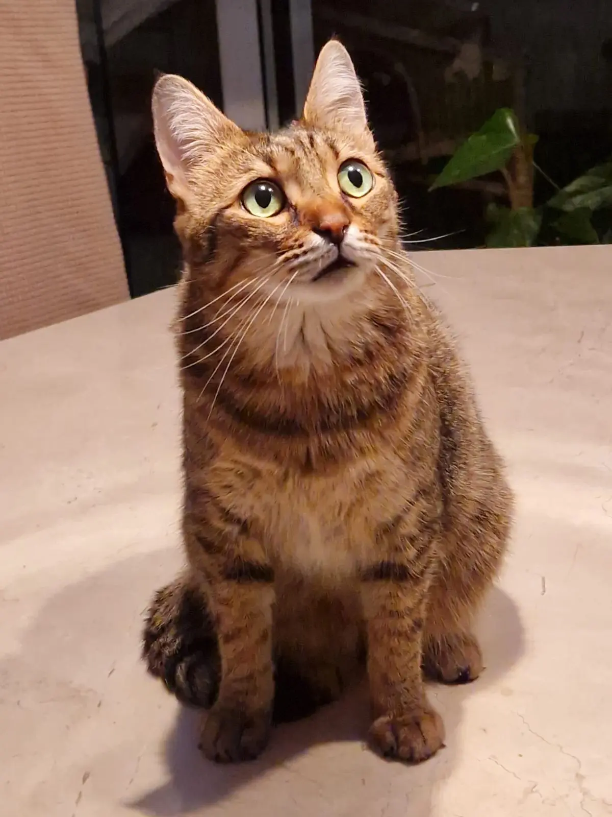 gatto lost    Rome Minù