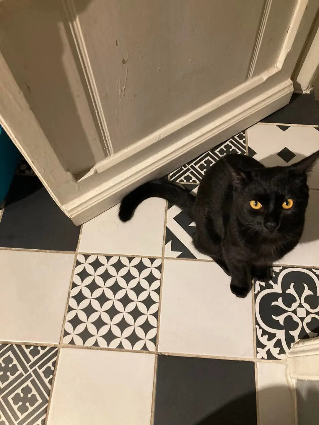 gatto lost    Rome Nino