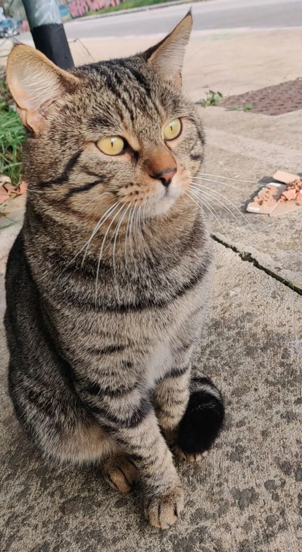 gatto lost    Rome Non ha un proprio nome