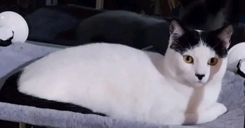 gatto lost    Rome Teo