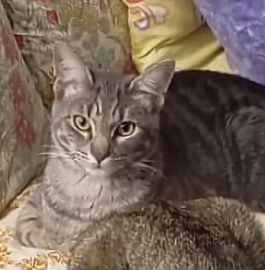 gatto lost    Formello Ulisse