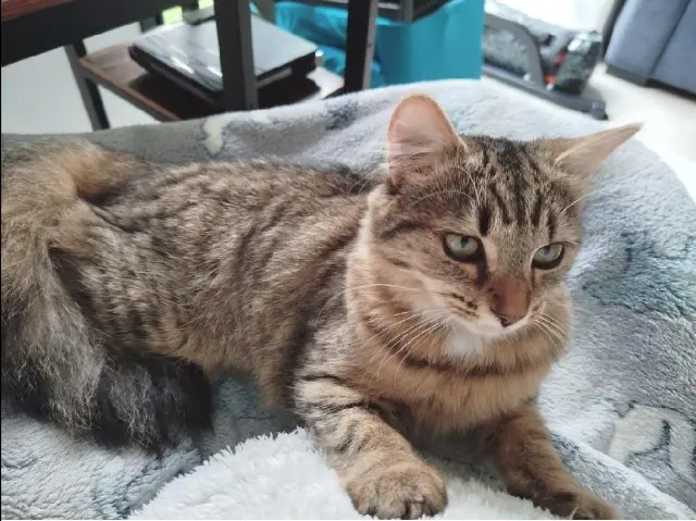 gatto lost    Roma Oscaro