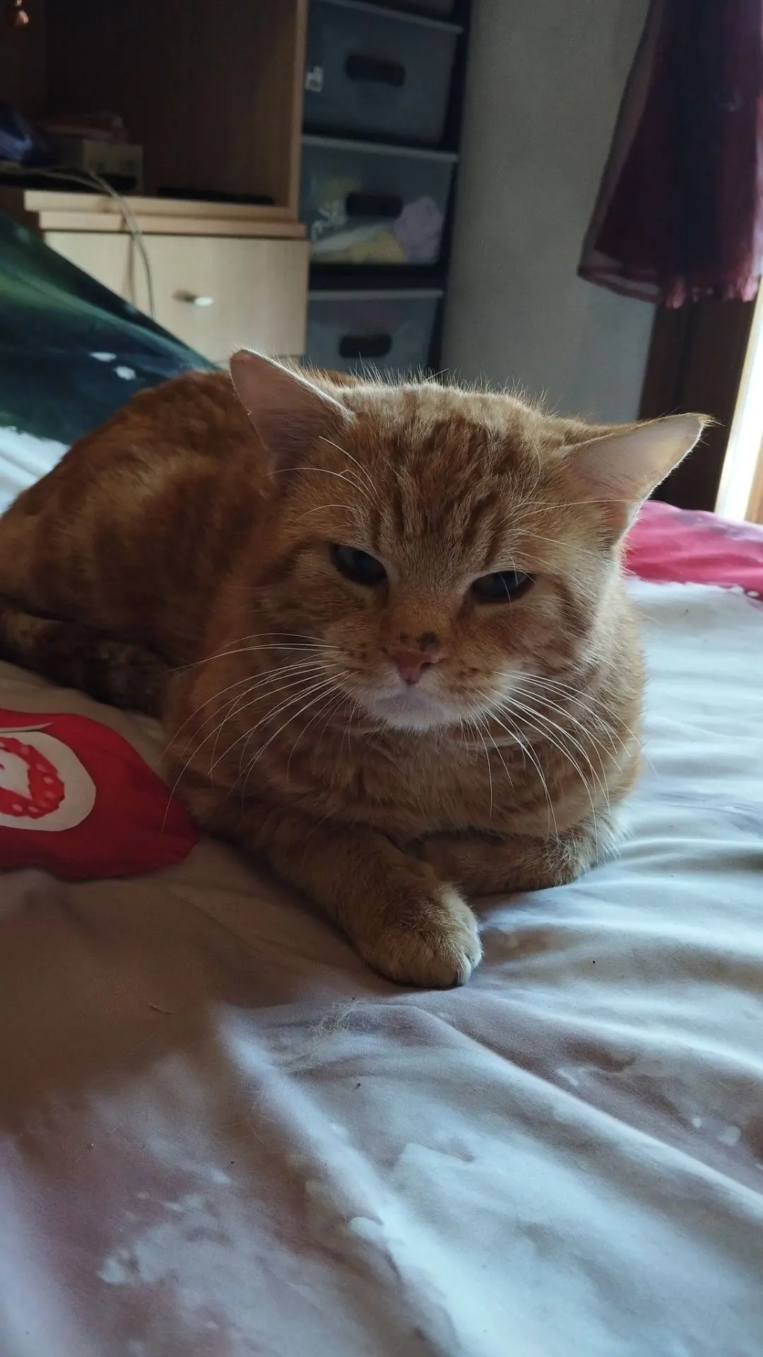 gatto lost   53100 Sienne Giuliano