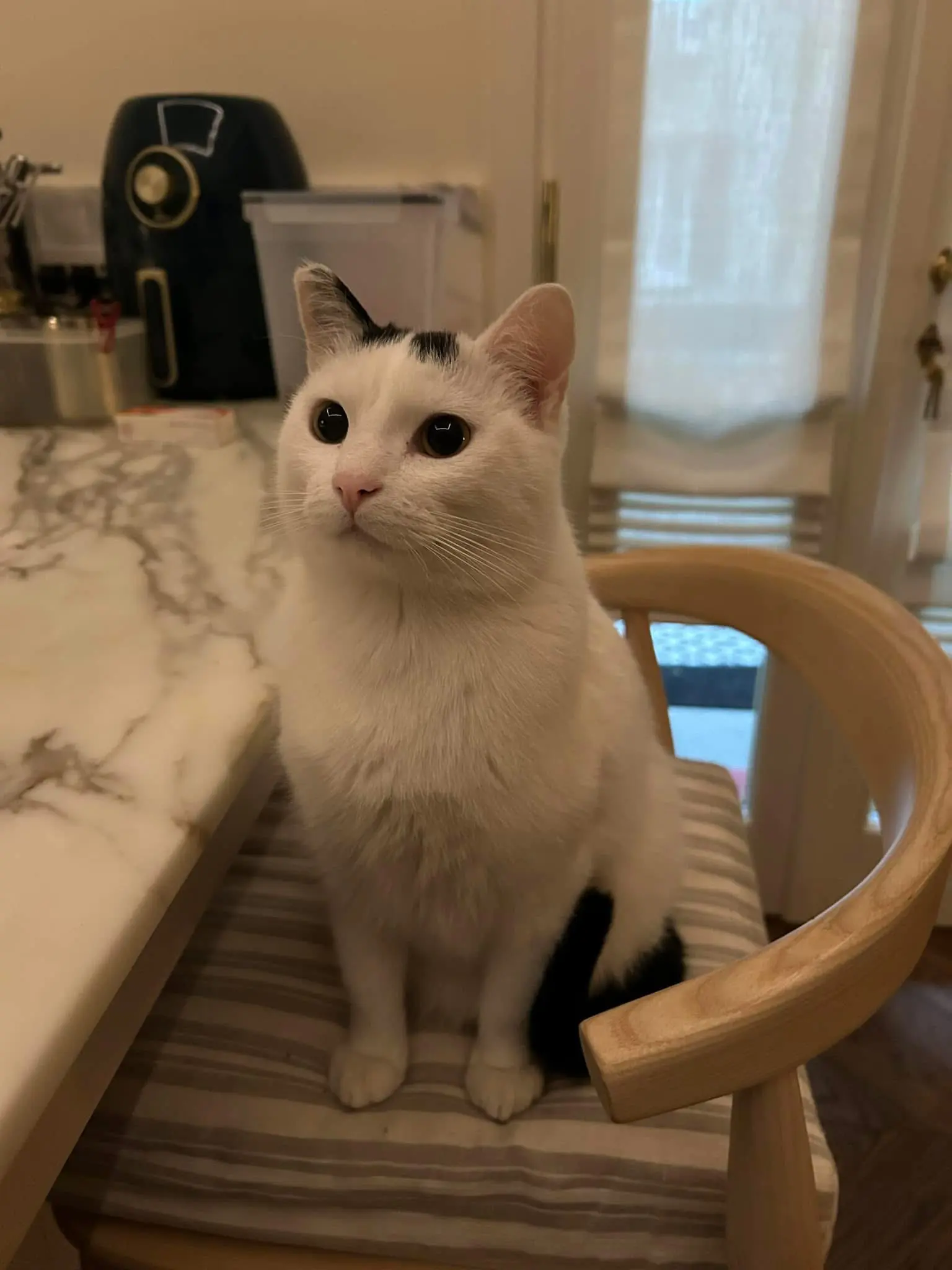 gatto lost    Ameglia Bianchino