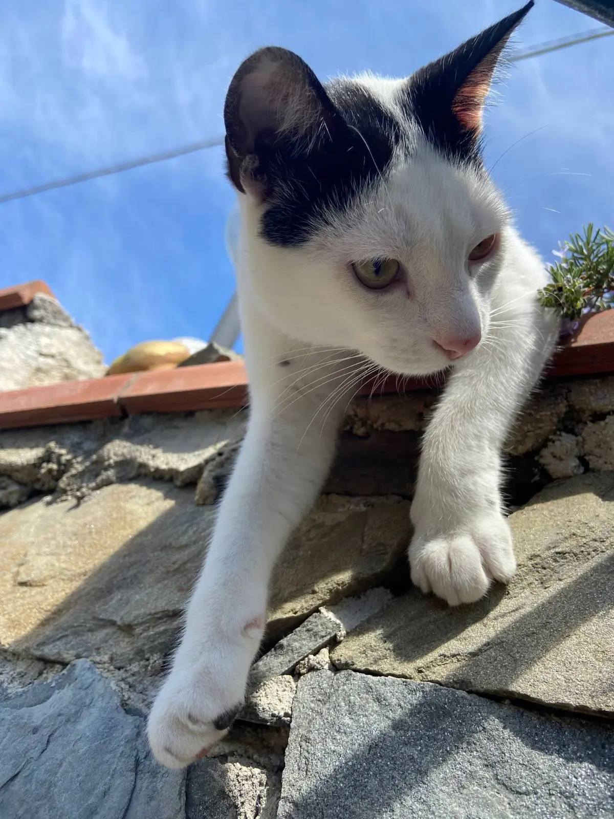 gatto lost   19015 Levanto Dante