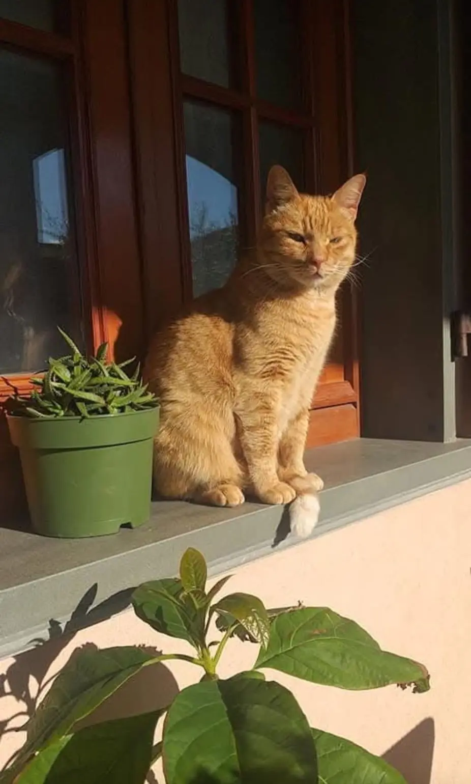 gatto lost   19037 Santo Stefano di Magra Demon