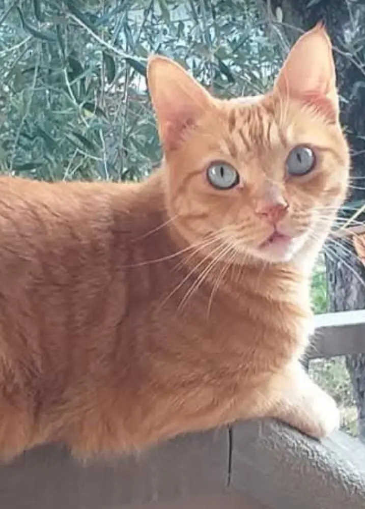 gatto lost   19037 Santo Stefano di Magra Démon