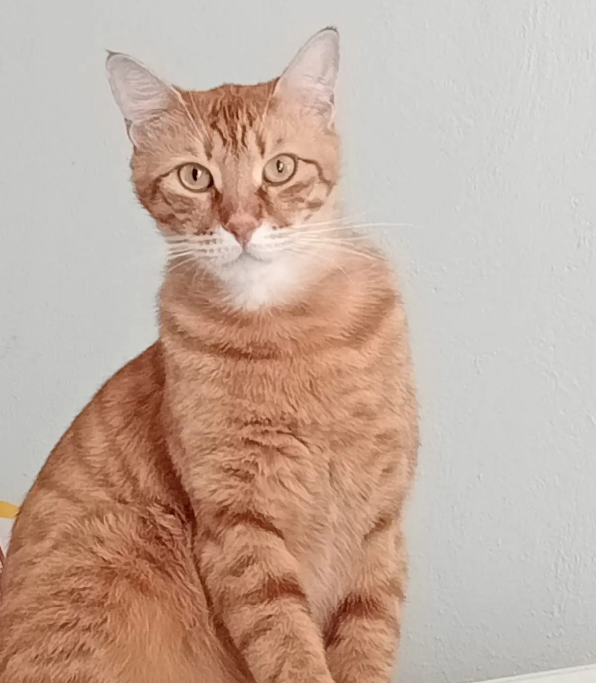 gatto lost   19034  Giorgio