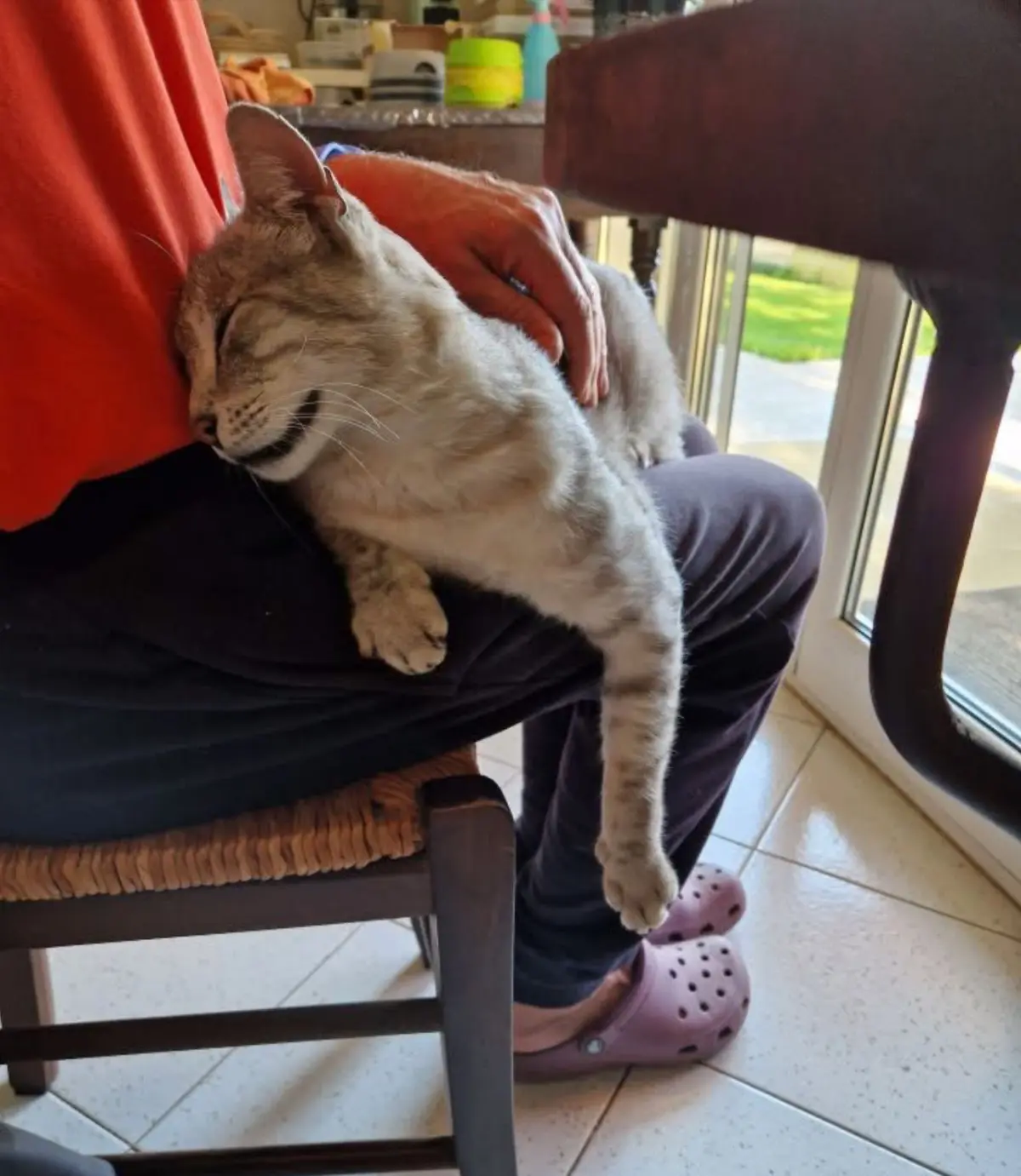 gatto lost    La Spezia Bio