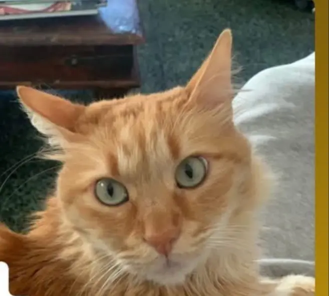 gatto lost    La Spezia Golia