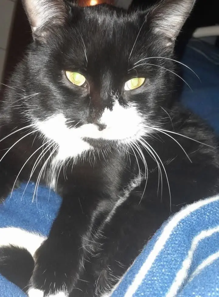 gatto lost    La Spezia Non conosciuto