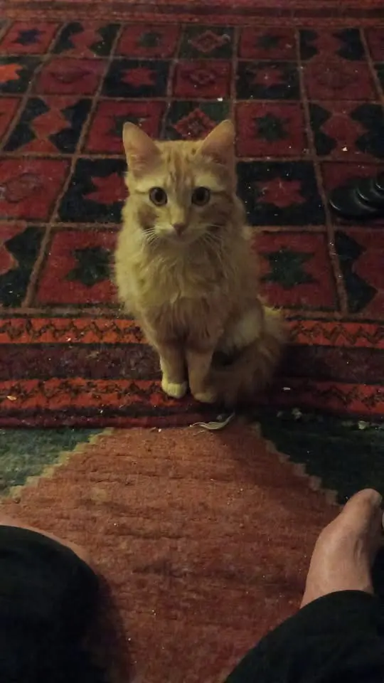 gatto lost    La Spezia Triglio