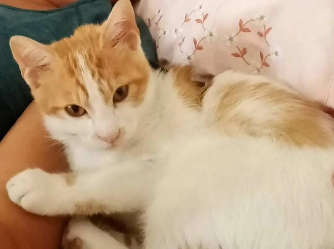 gatto lost   19021 Arcola Pulce